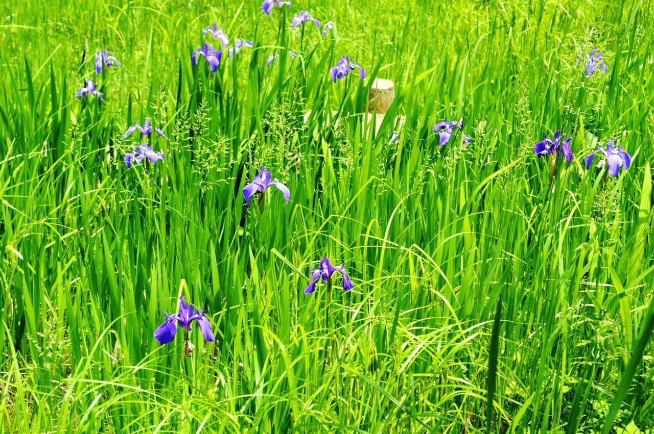 flower, growth, grass, nature, field, green color, beauty in nature, plant, freshness, fragility, outdoors, uncultivated, no people, day, poppy, flower head, rural scene, blooming, crocus