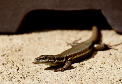 Close-up of lizard on rock