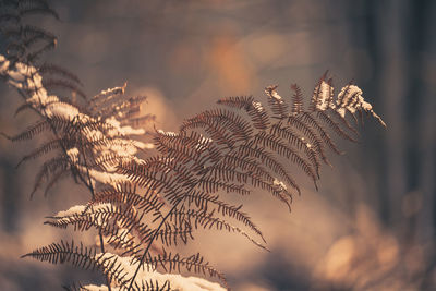 Close-up of plant against sky during sunset