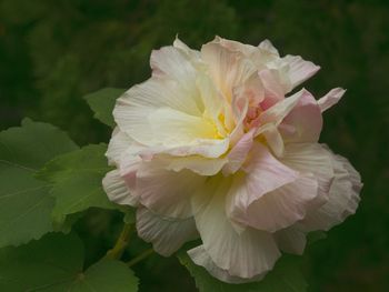 Close-up of pink flowers blooming outdoors