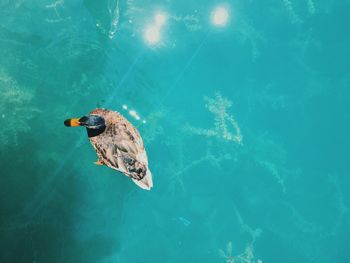 High angle view of fish swimming in sea