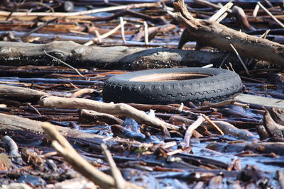 Close-up of logs in forest