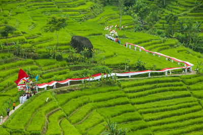 High angle view of rice paddy