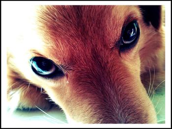 Close-up portrait of a dog