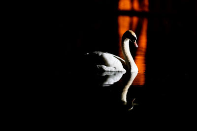 Swan swimming in lake