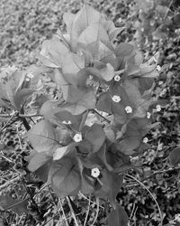 Close-up of flowers blooming outdoors