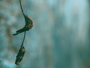 Close-up of insect on plant
