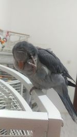 Bird perching on railing