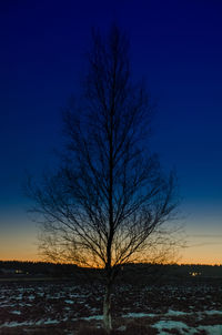 Silhouette bare tree against clear sky at night