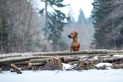 Dog by logs in forest during winter
