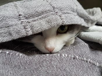 Close-up portrait of a cat hiding