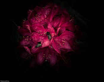 Close-up of flower against black background