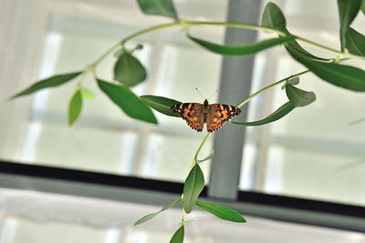 Close-up of butterfly on plant