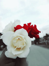 Close-up of red rose against sky