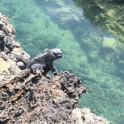 High angle view of turtle on rock