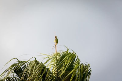 Close-up of insect on plant against clear sky