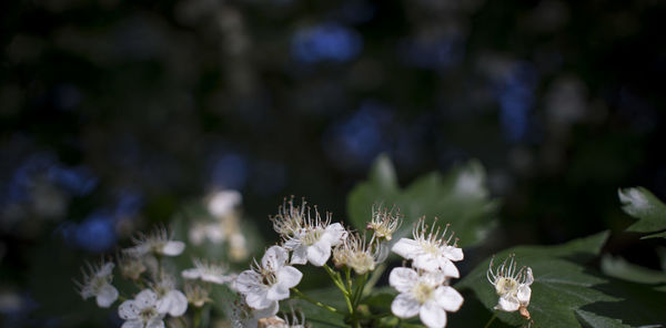 Close-up of white flowering plant