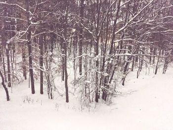 Bare trees in forest during winter