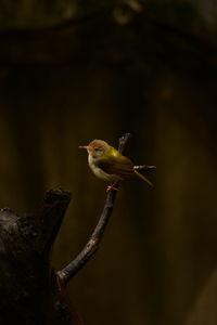 Low angle view of bird perching on branch