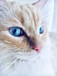 Close-up portrait of a cat