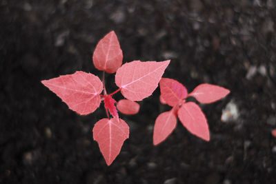 Close-up of red leaves on plant during autumn