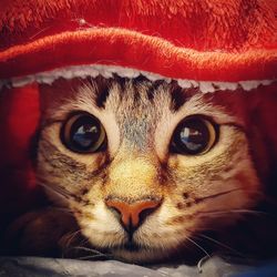 Close-up portrait of a cat