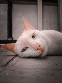 Close-up portrait of cat lying on floor