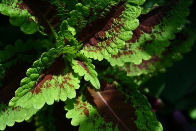 Close-up of fresh green leaves