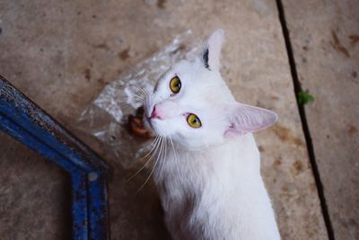 High angle portrait of a cat