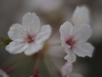 Close-up of white cherry blossoms