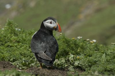 Close-up of a bird looking away