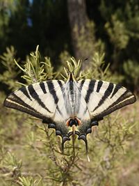 Close-up of insect