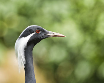 Close-up of bird