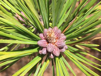 Close-up of flower