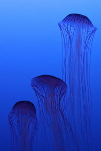 Close-up of jellyfish against blue background