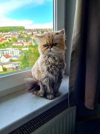 Cat sitting on window sill