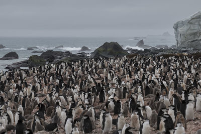 Group of people on rock by sea against sky