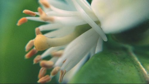 Close-up of flowers against blurred background