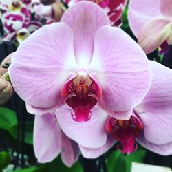 Close-up of pink flowers