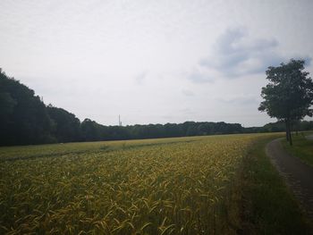 Scenic view of agricultural field against sky