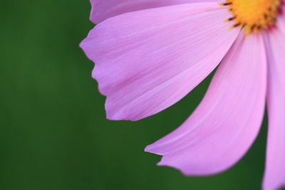 Close-up of pink flower