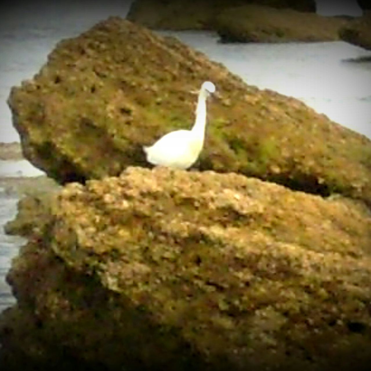 animal themes, bird, wildlife, animals in the wild, one animal, white color, rock - object, close-up, focus on foreground, nature, seagull, selective focus, day, rock, no people, outdoors, white, water, side view, sea