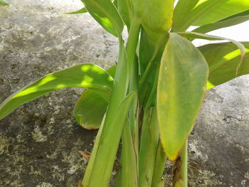 Close-up of fresh green plant