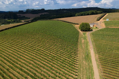 Aerial drone fly over view of vineyard grape vines in winery farm in brazil