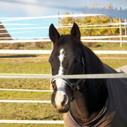 Horse in ranch