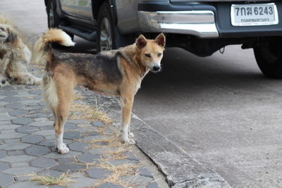 Dog standing on street in city