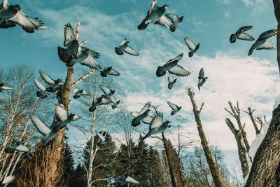 Low angle view of birds flying in sky