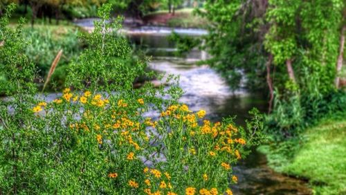 Yellow flowers blooming in park