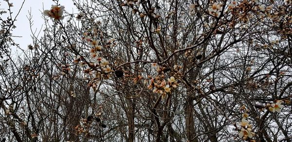 Low angle view of flower tree against sky during winter