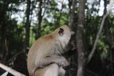 Monkey looking away in forest